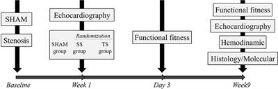 Exercise Training Attenuates Right Ventricular Remodeling in Rats with Pulmonary Arterial Stenosis